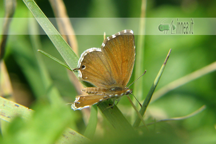 Cacyreus marshalli